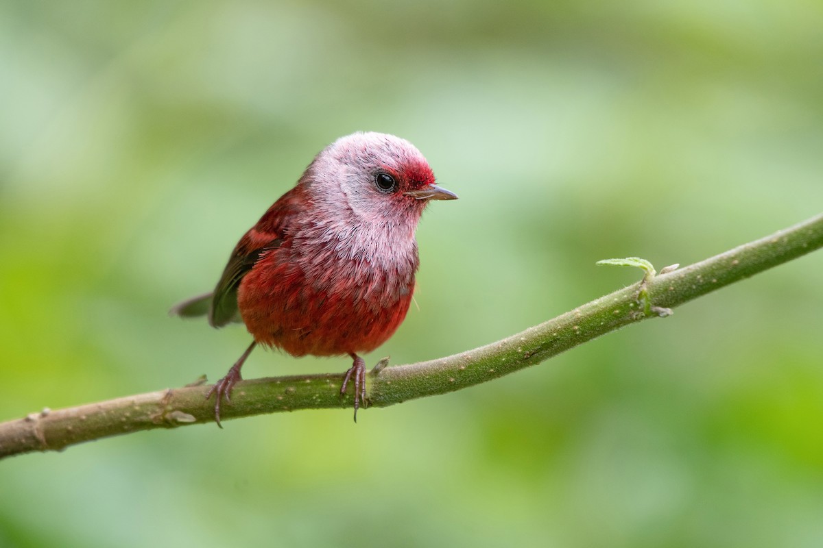 Pink-headed Warbler - ML346635851