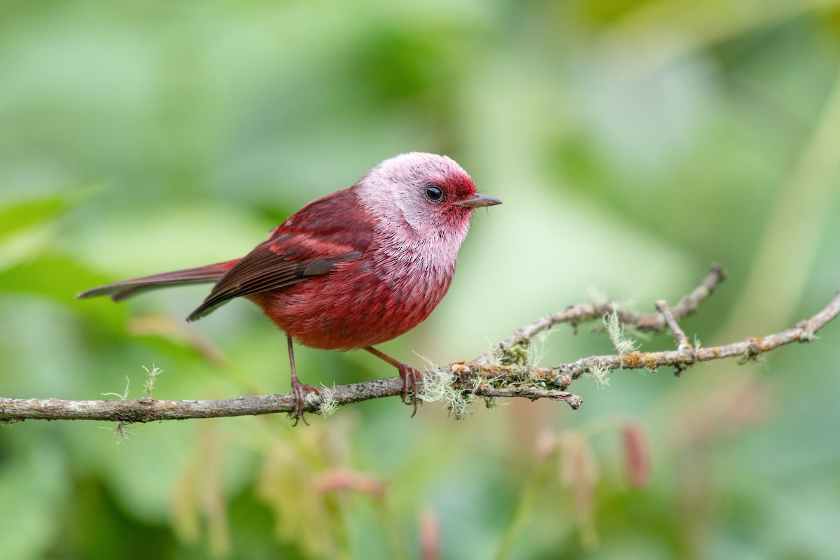 Pink-headed Warbler - Ana Paula Oxom