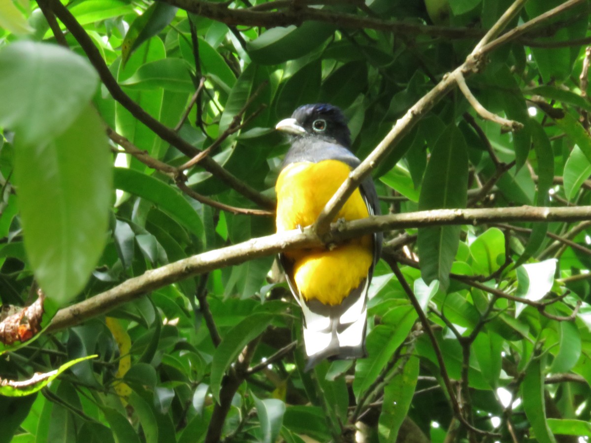 Trogon à queue blanche - ML346636581