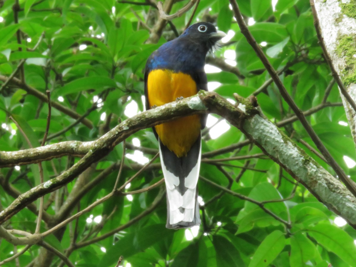 Trogon à queue blanche - ML346636721