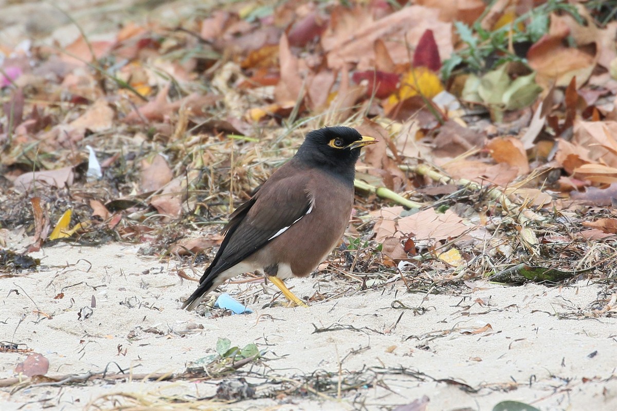 Common Myna - ML346638581