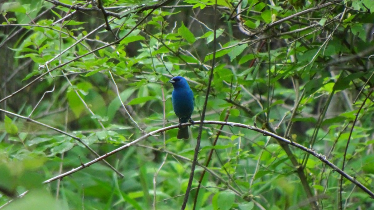 Indigo Bunting - ML346638671