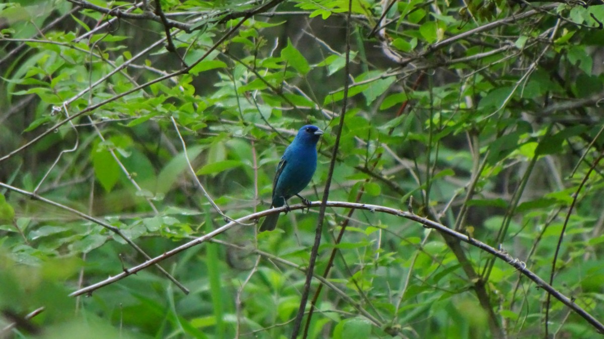 Indigo Bunting - ML346638681