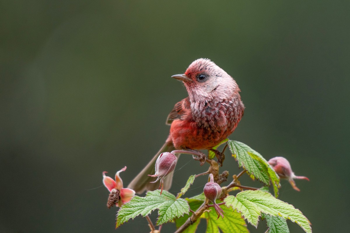 Pink-headed Warbler - ML346638721