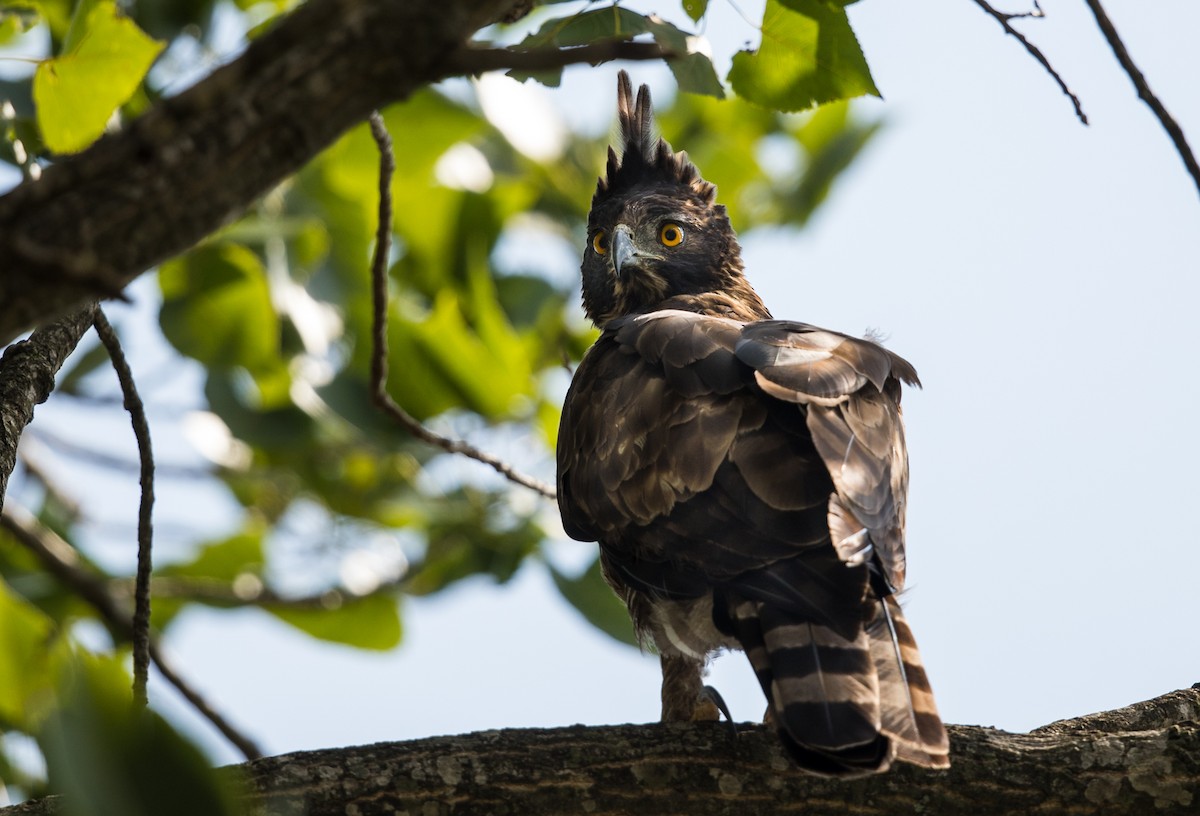 Mountain Hawk-Eagle - ML346638731