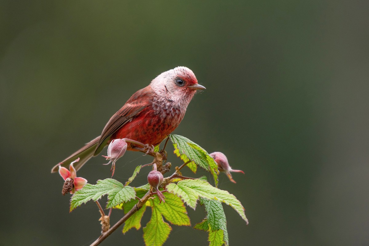 Pink-headed Warbler - ML346638761