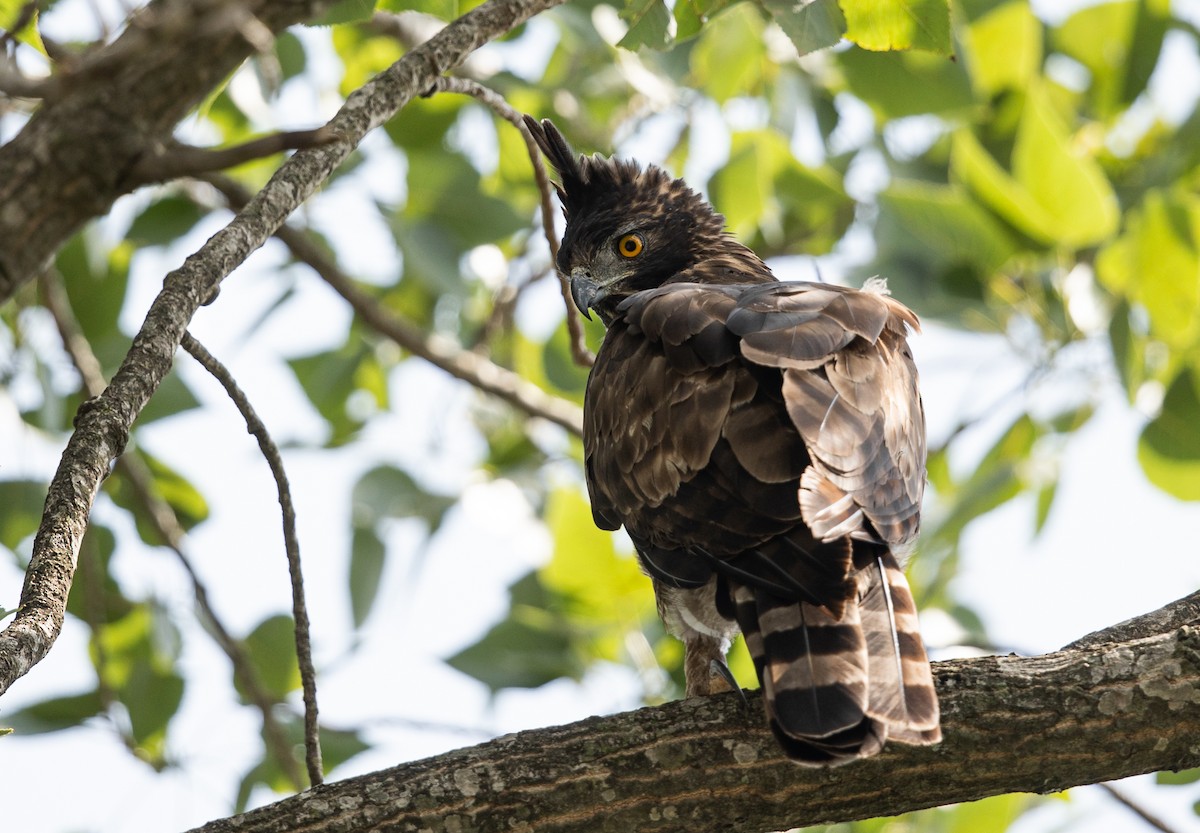 Mountain Hawk-Eagle - Vinit Bajpai