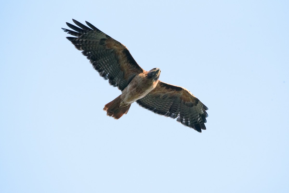 Red-tailed Hawk - Shae Nechwatal