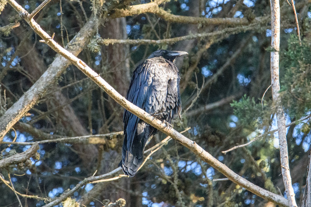 American Crow - ML346640201