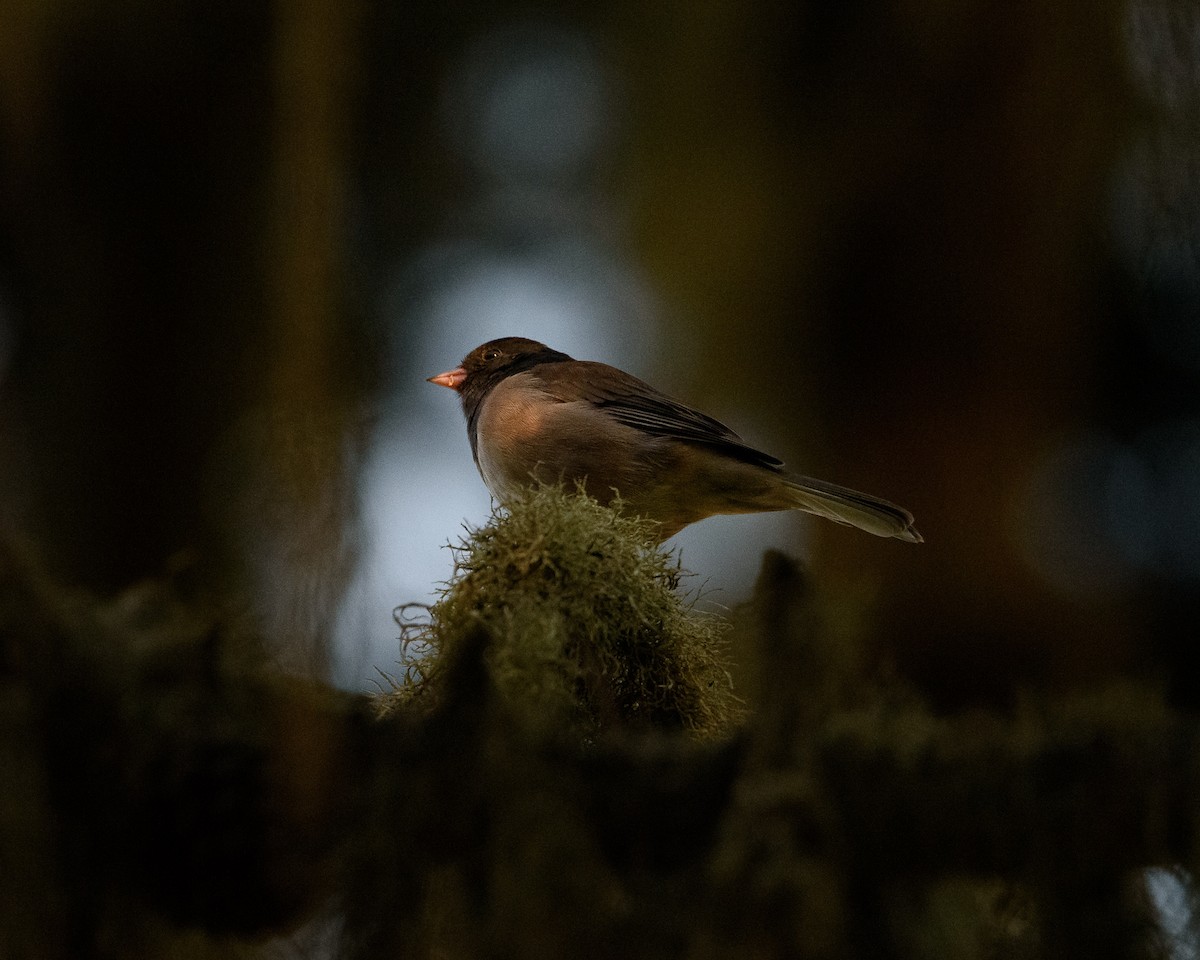 Dark-eyed Junco - ML346640221