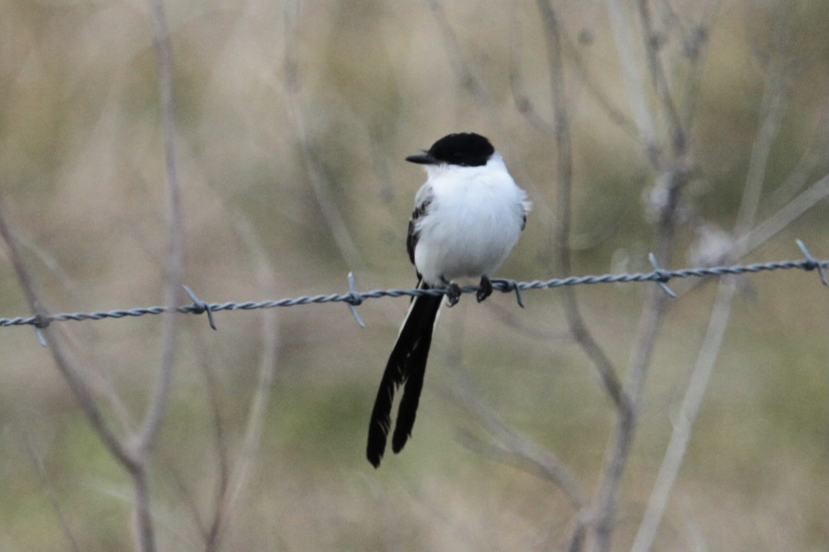 Fork-tailed Flycatcher - ML346640991