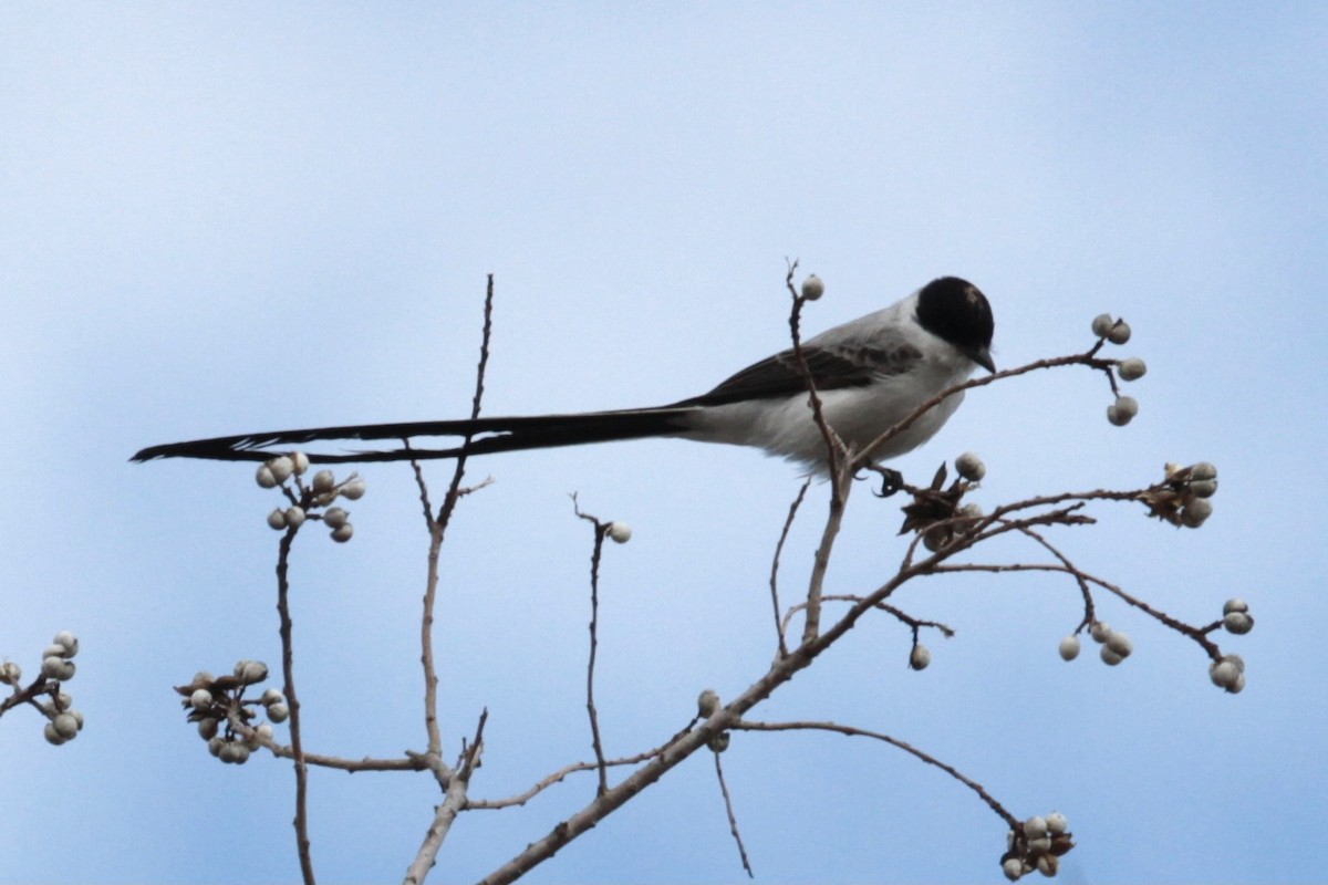 Fork-tailed Flycatcher - ML346641011