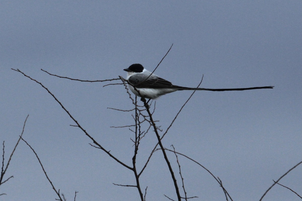 Fork-tailed Flycatcher - ML346641071