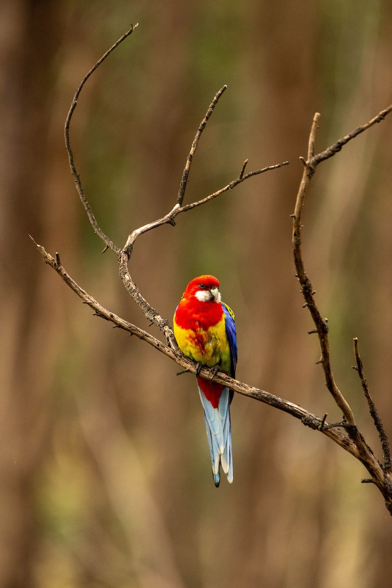 Eastern Rosella - ML346641171