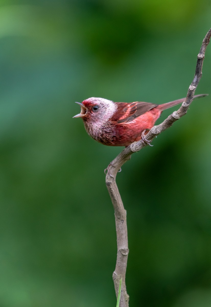 rosenparula - ML346641251