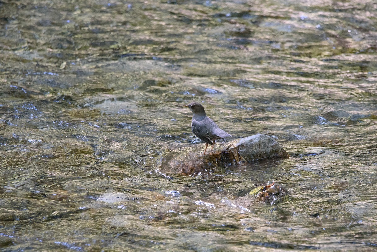 American Dipper - ML346641271
