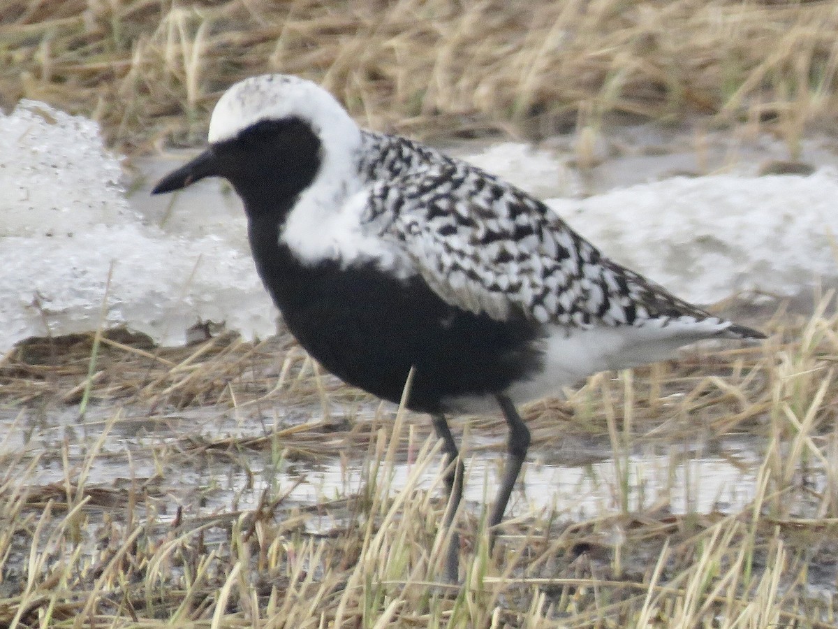 Black-bellied Plover - Jim Crumpler