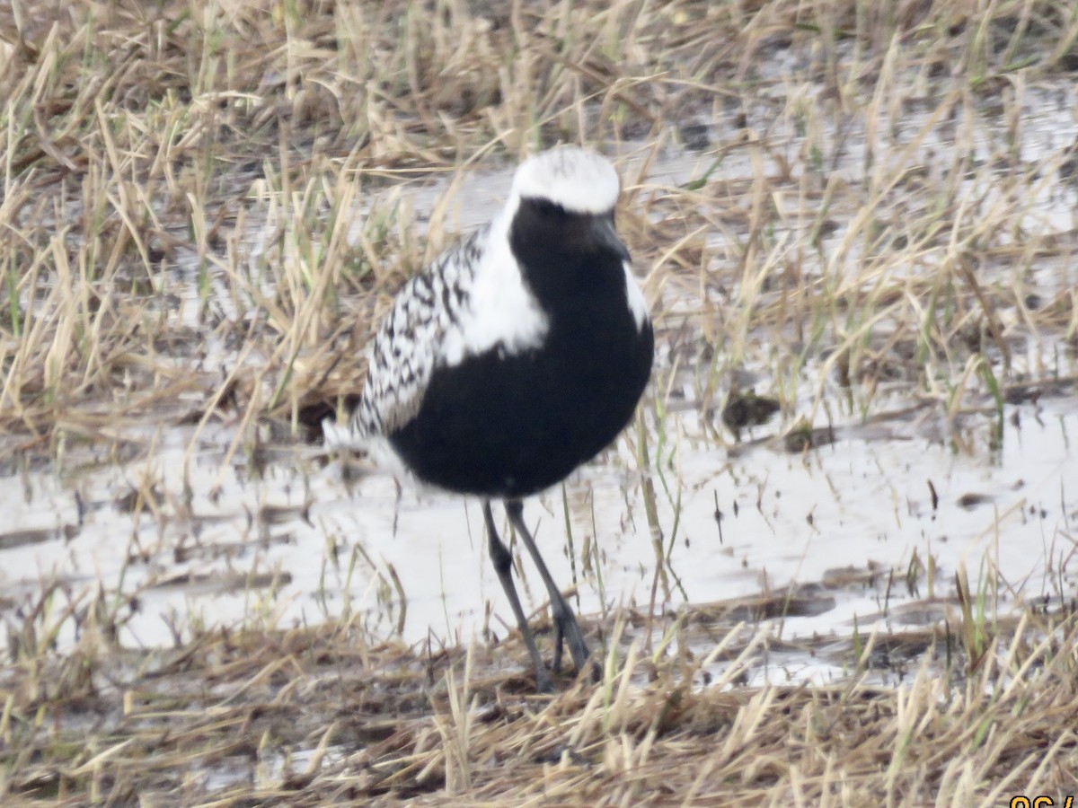 Black-bellied Plover - Jim Crumpler