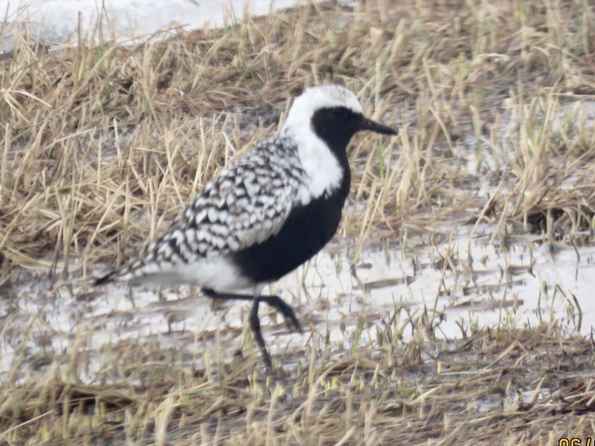 Black-bellied Plover - Jim Crumpler