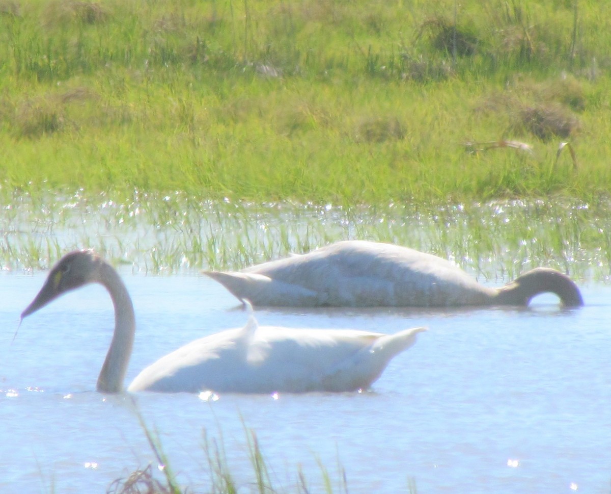 Tundra Swan - Laura Burke