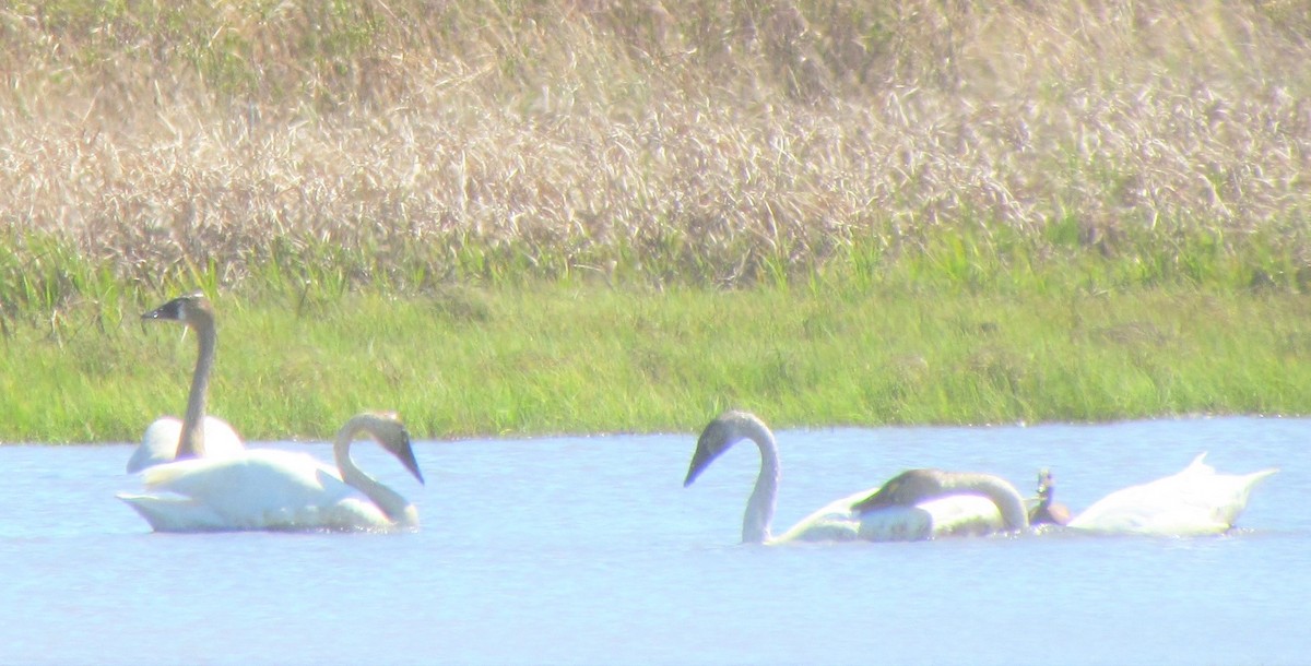 Tundra Swan - Laura Burke