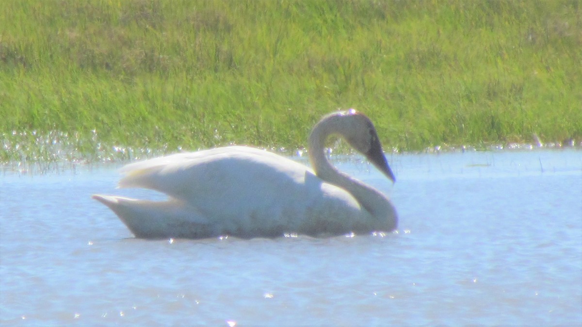 Tundra Swan - ML346643051