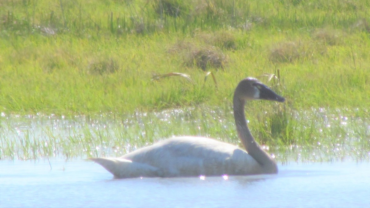 Tundra Swan - Laura Burke