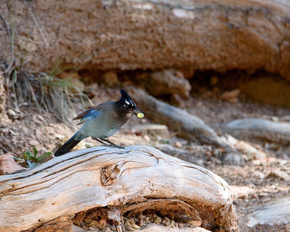 Steller's Jay - ML346644501