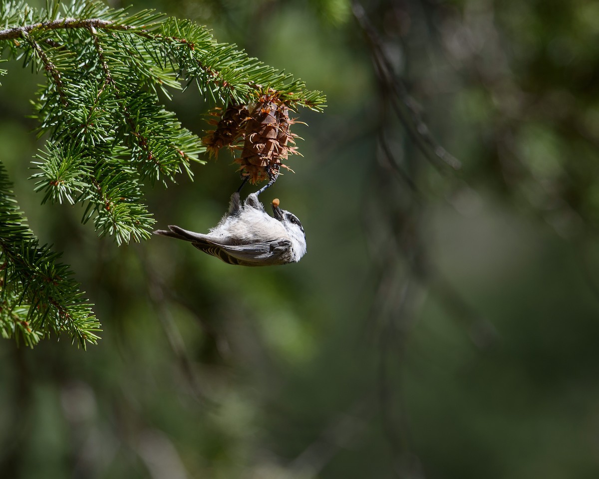 Mountain Chickadee - ML346644511