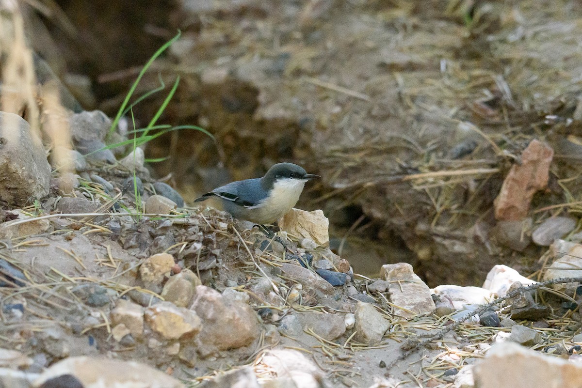 Pygmy Nuthatch - ML346644521