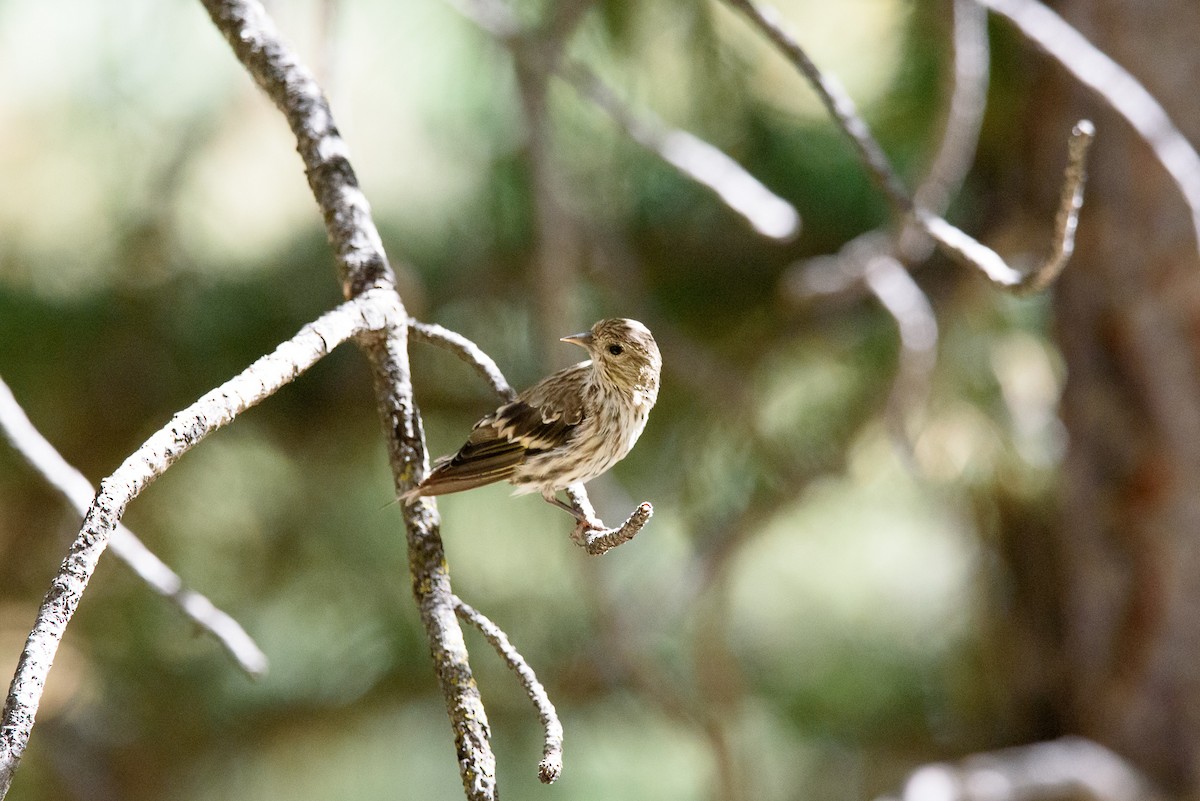Pine Siskin - ML346644531