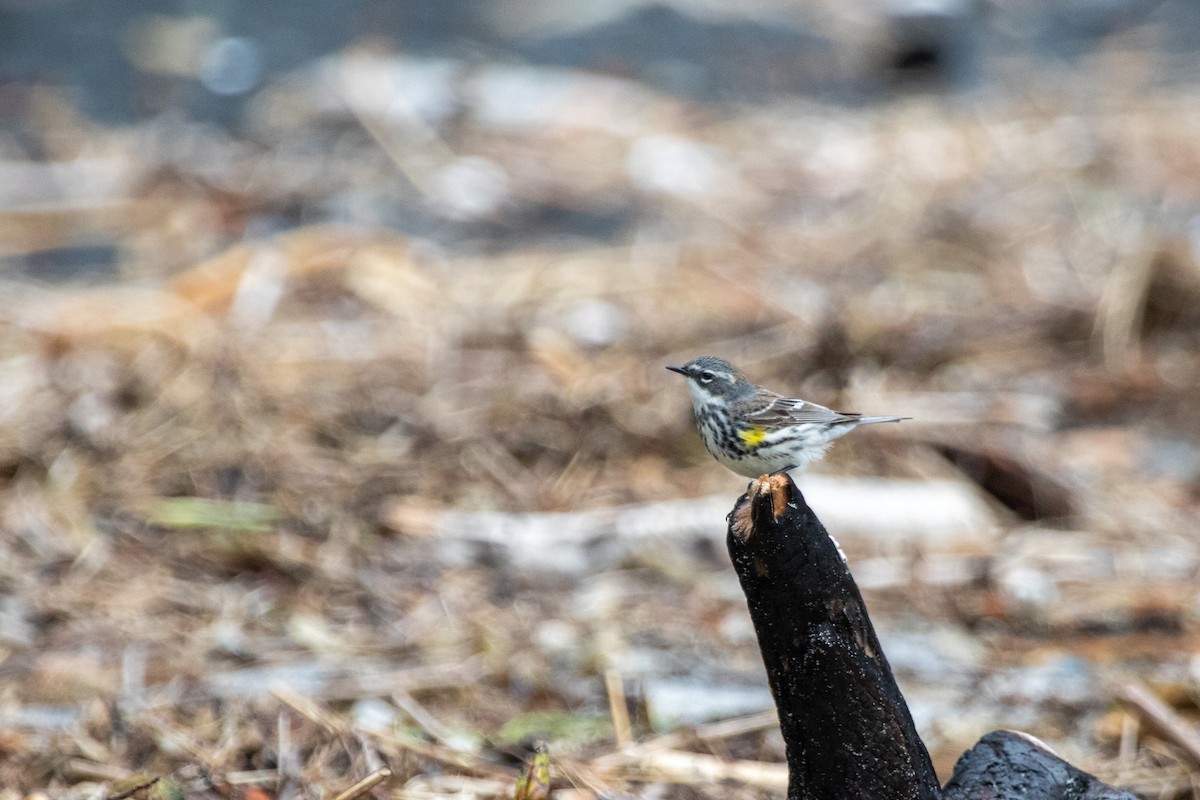 Yellow-rumped Warbler (Myrtle) - ML346644571
