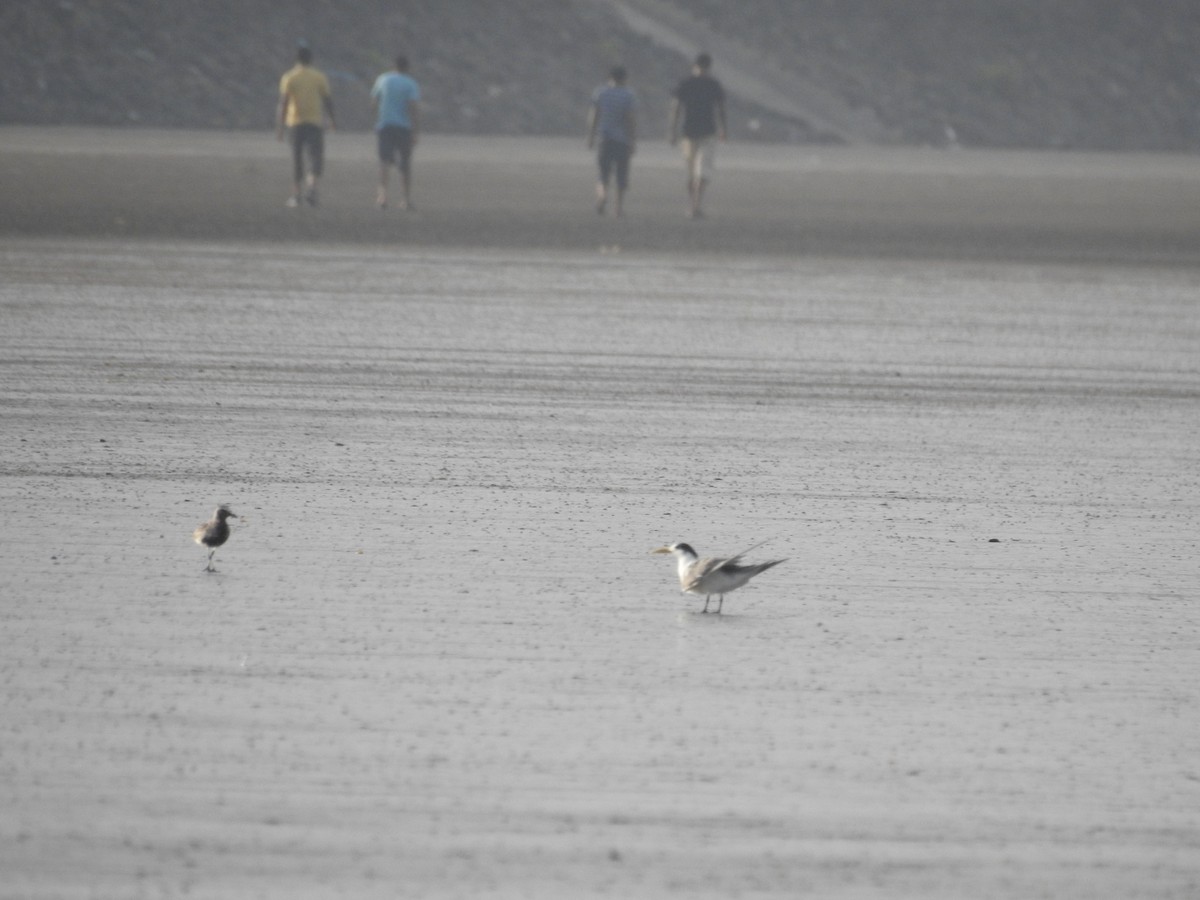 Great Crested Tern - ML346646181