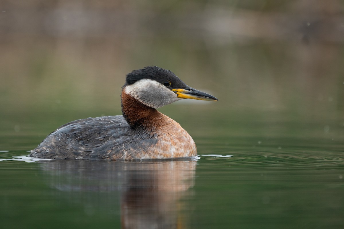 アカエリカイツブリ - ML346646611