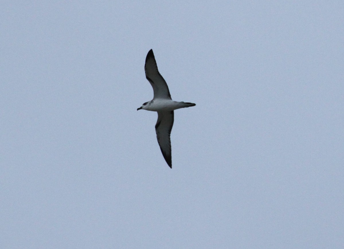 Petrel de las Juan Fernández - ML34664751