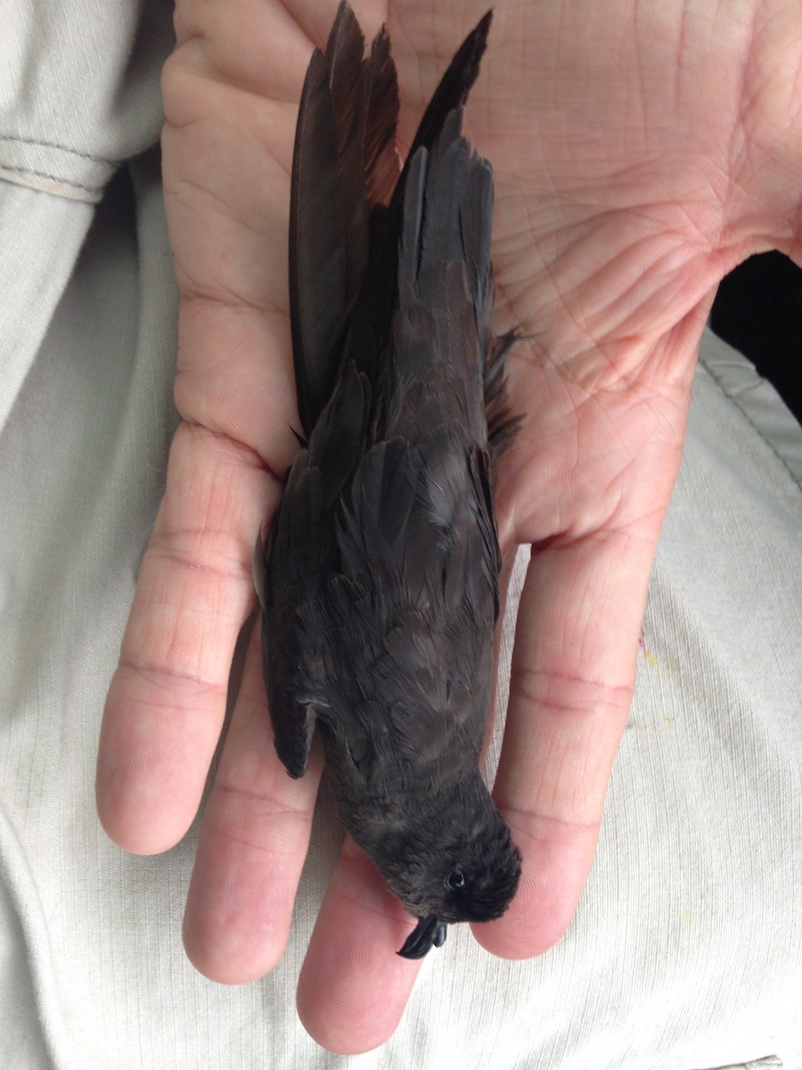 Least Storm-Petrel - Brian Gibbons