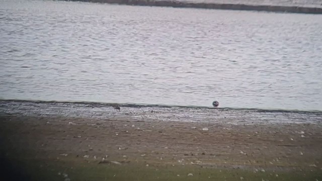 Calidris sp. - ML346651571