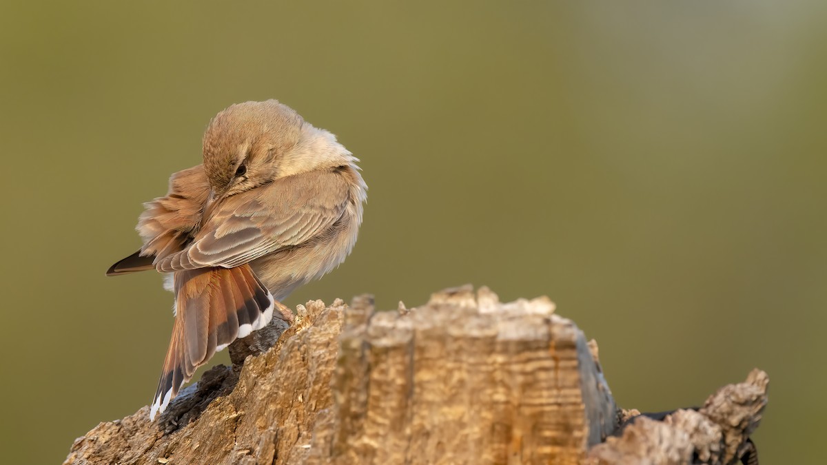 Rufous-tailed Scrub-Robin - ML346652741