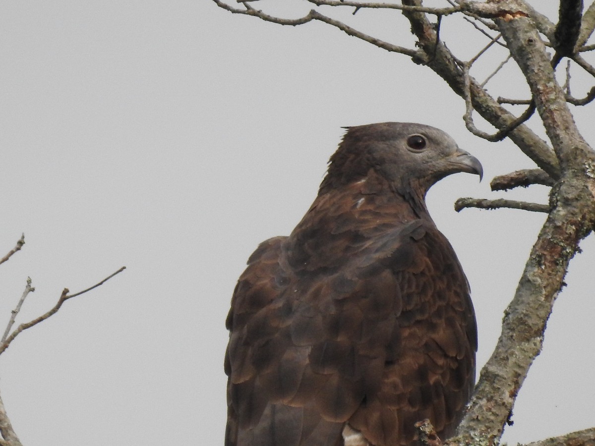 Oriental Honey-buzzard - ML346653061