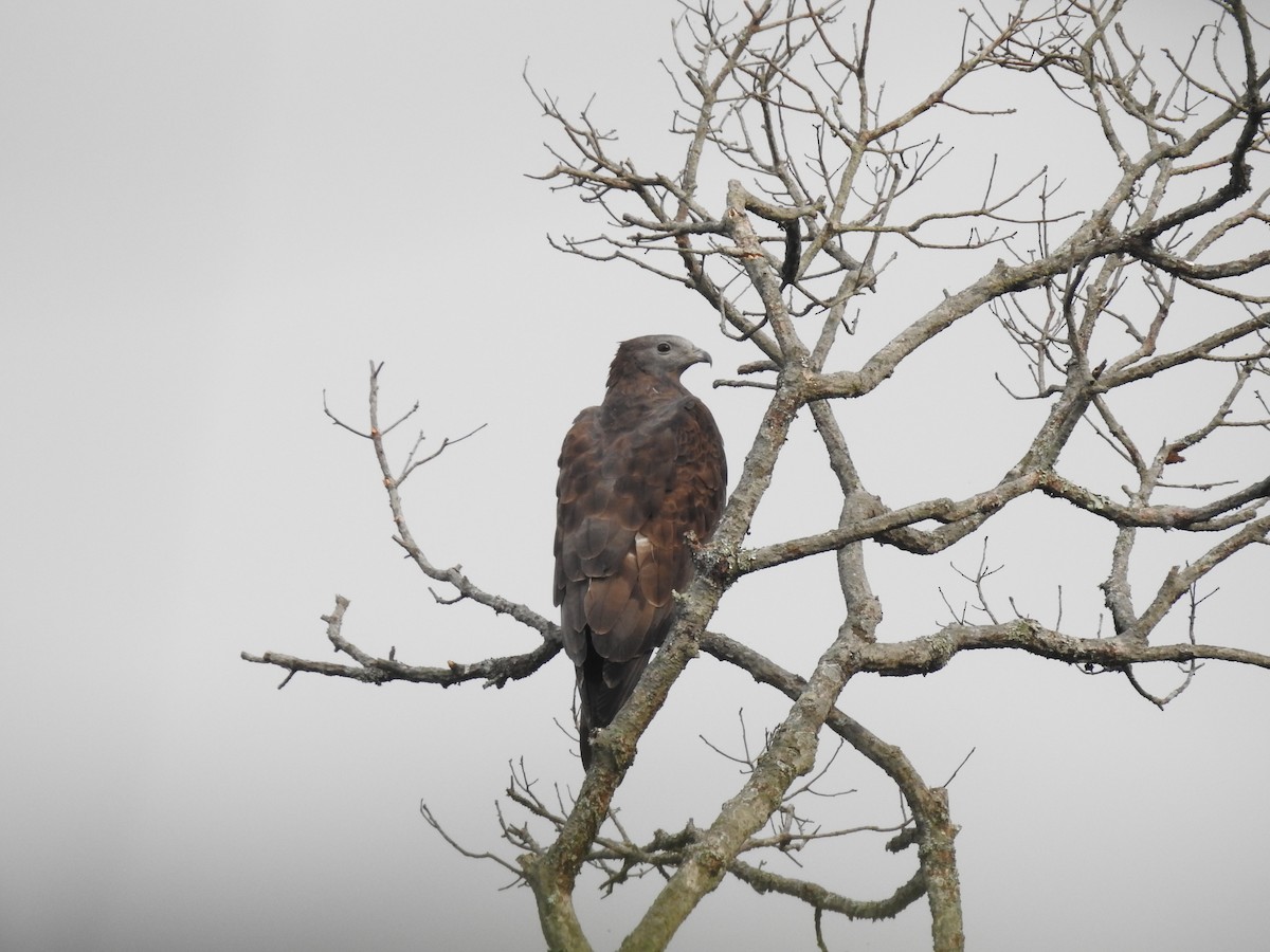 Oriental Honey-buzzard - Kalyani Kapdi