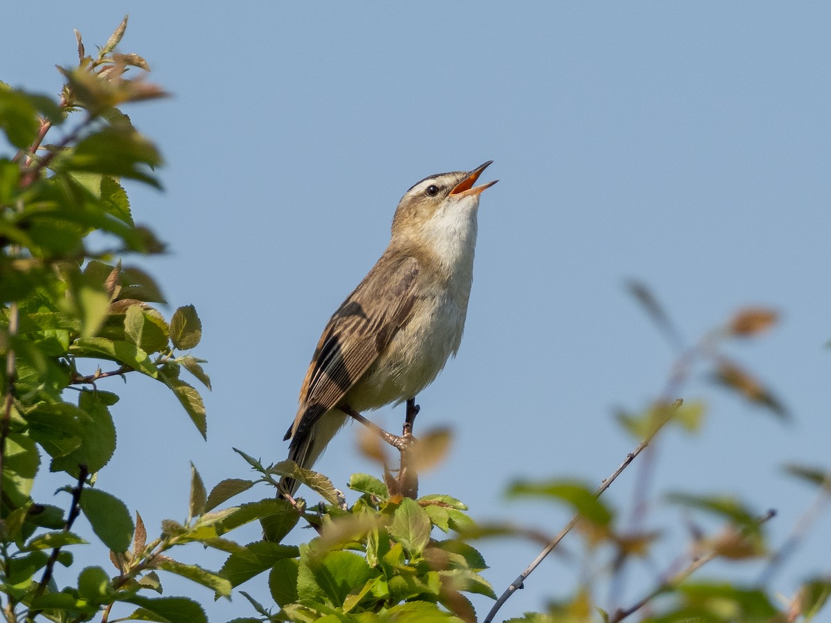 Sedge Warbler - ML346653871