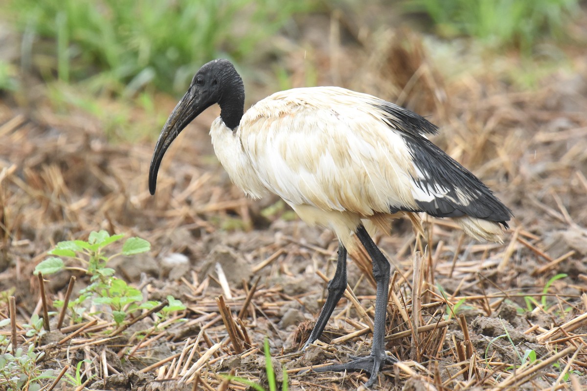 African Sacred Ibis - ML346654141