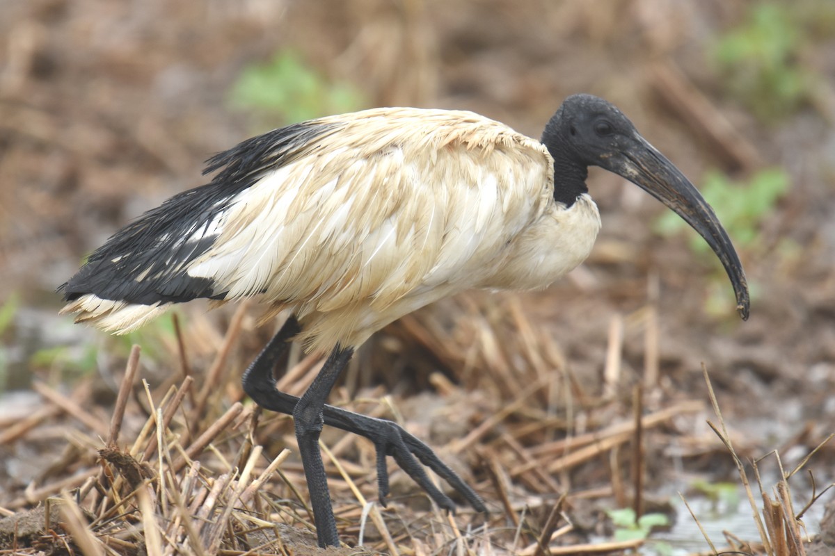 African Sacred Ibis - ML346654151