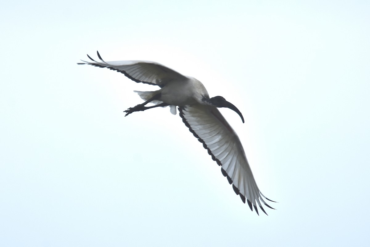 African Sacred Ibis - Giambi (鈞弼) Chang (張)