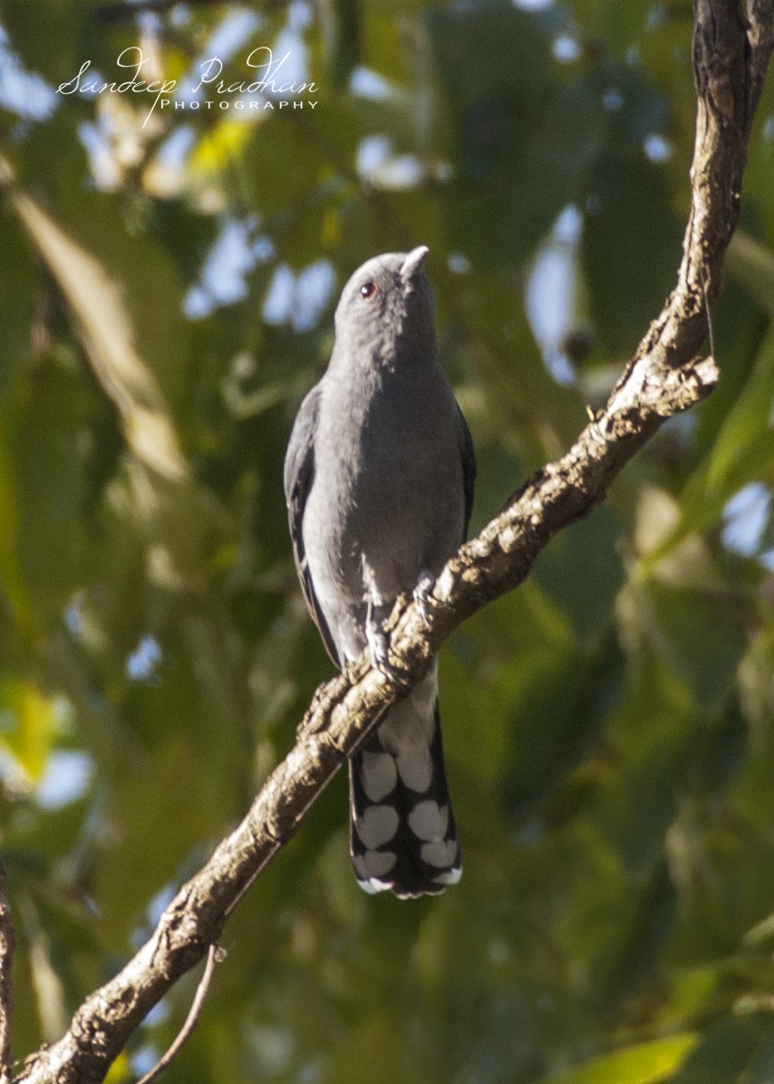 Black-winged Cuckooshrike - ML346654901