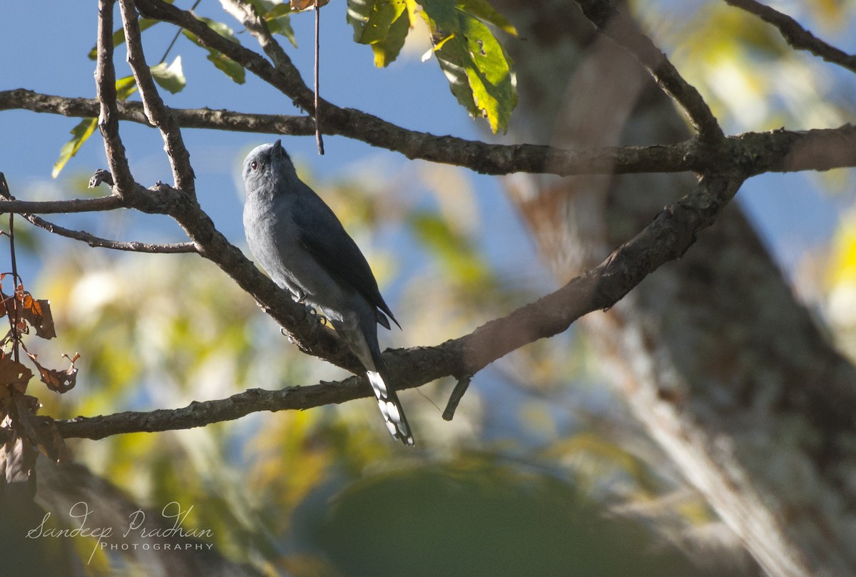 Black-winged Cuckooshrike - ML346654921