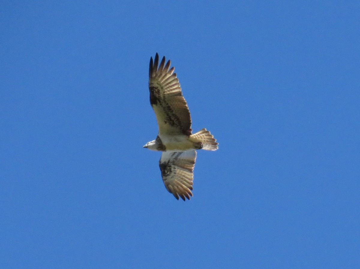 Osprey (Australasian) - Alan Coates