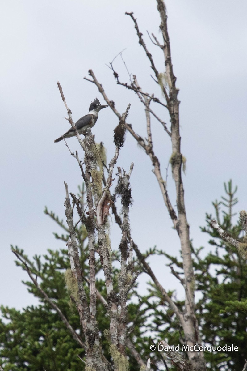 Belted Kingfisher - David McCorquodale