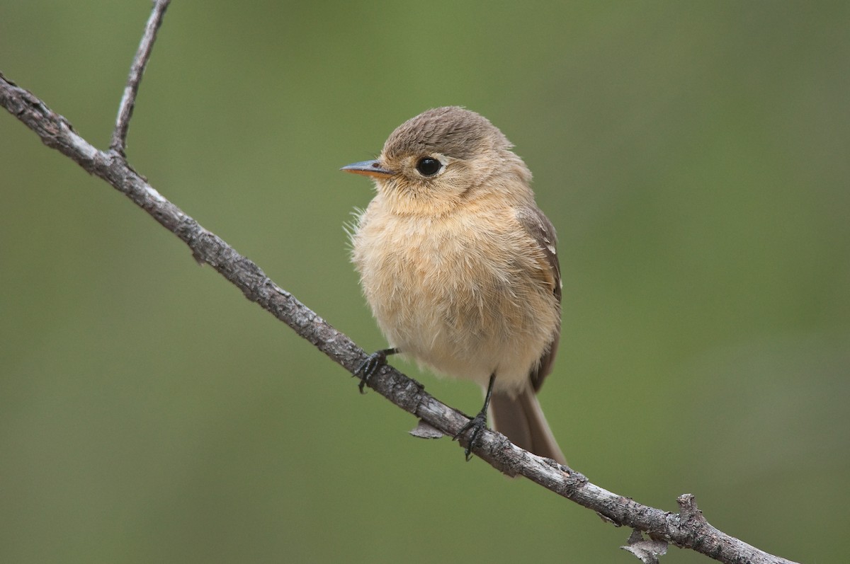 Buff-breasted Flycatcher - Etienne Artigau🦩