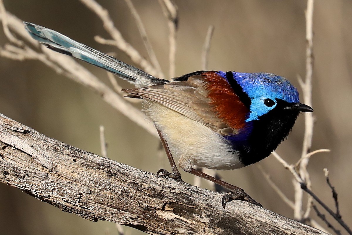 Purple-backed Fairywren - Peter Kyne